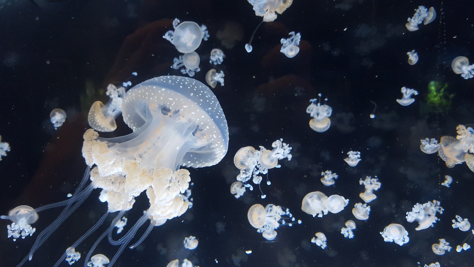 Sea Life, Beach Towns & Sunsets